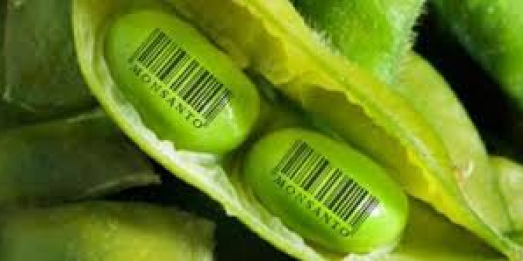 Semillas: "Monsanto define el proceso de producción y venta"