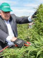Jujuy inició la cosecha de cannabis medicinal más importante de Latinoamérica