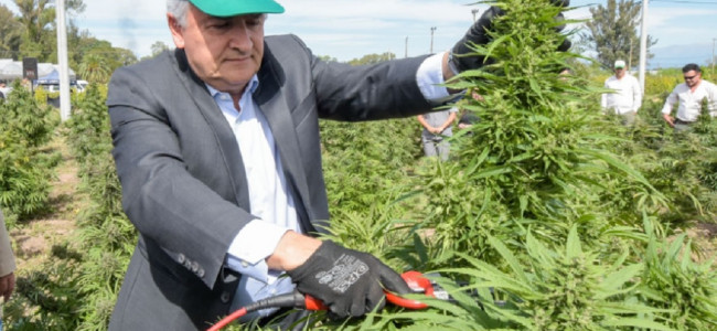 Jujuy inició la cosecha de cannabis medicinal más importante de Latinoamérica