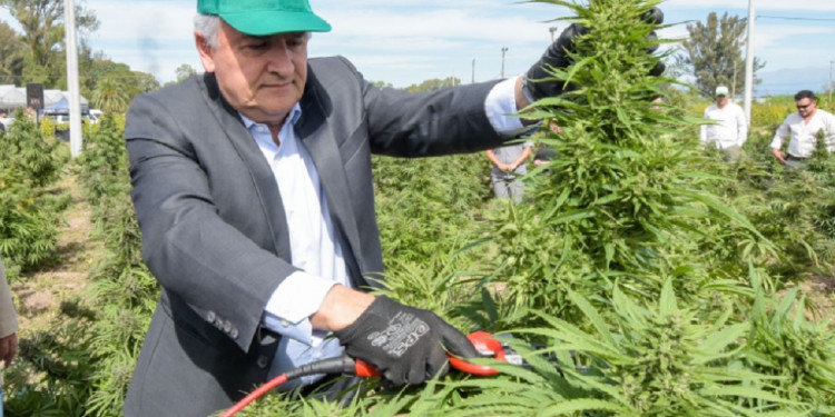Jujuy inició la cosecha de cannabis medicinal más importante de Latinoamérica
