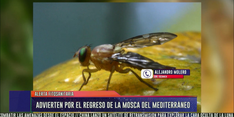 Mendoza, en alerta fitosanitaria