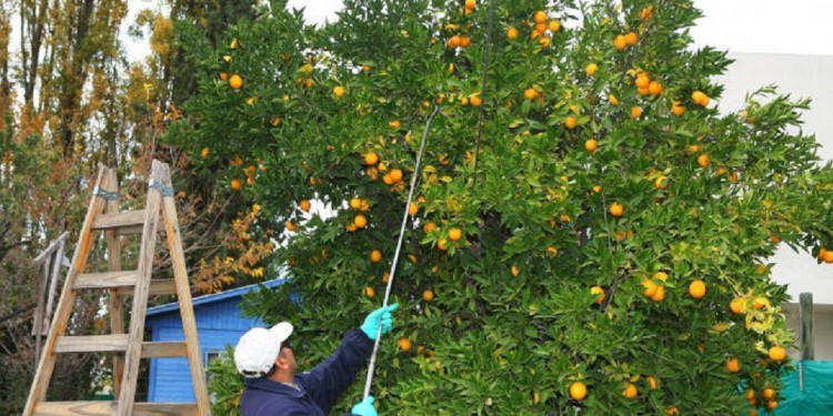 Combatir la mosca del mediterráneo costará entre 2 y 3 millones de pesos