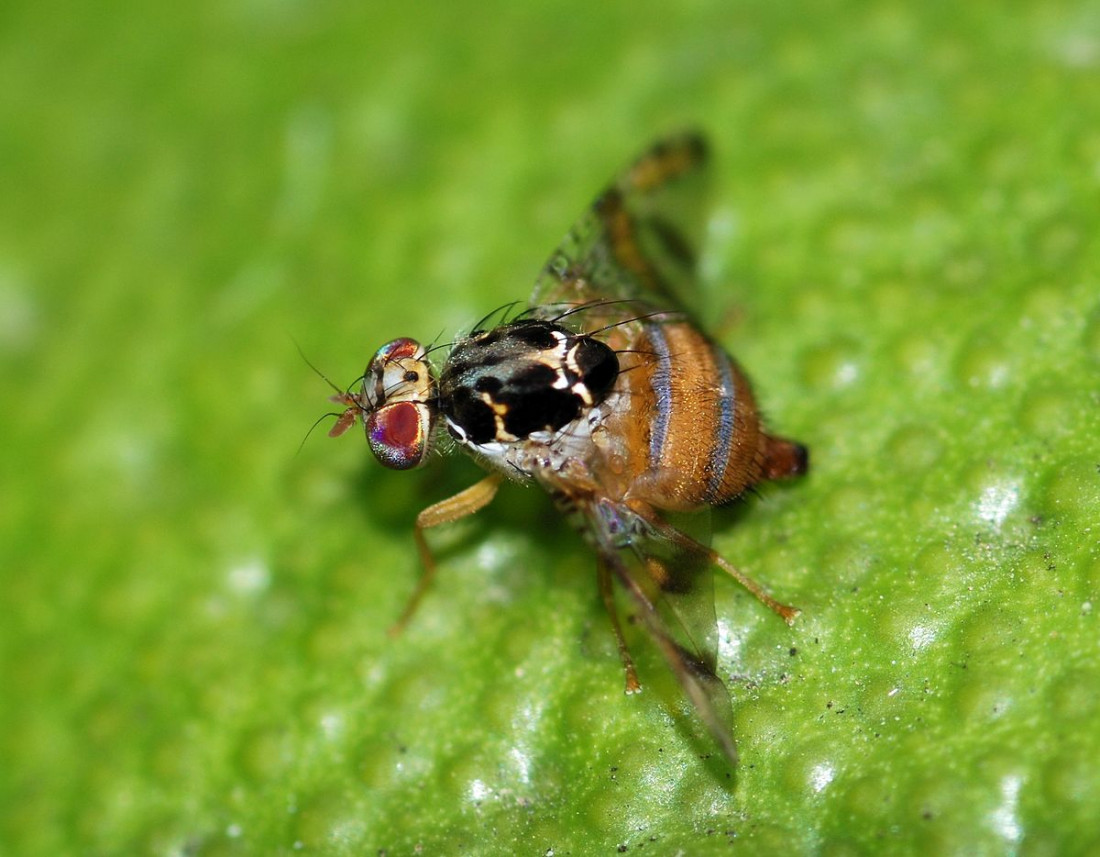 Reapareció la mosca del mediterráneo