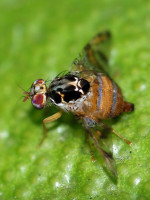 Reapareció la mosca del mediterráneo