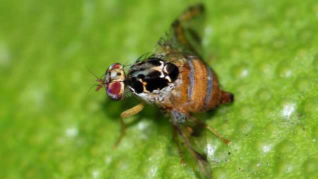 imagen Reapareció la mosca del mediterráneo