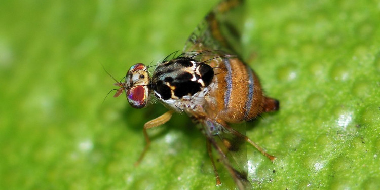 Reapareció la mosca del mediterráneo