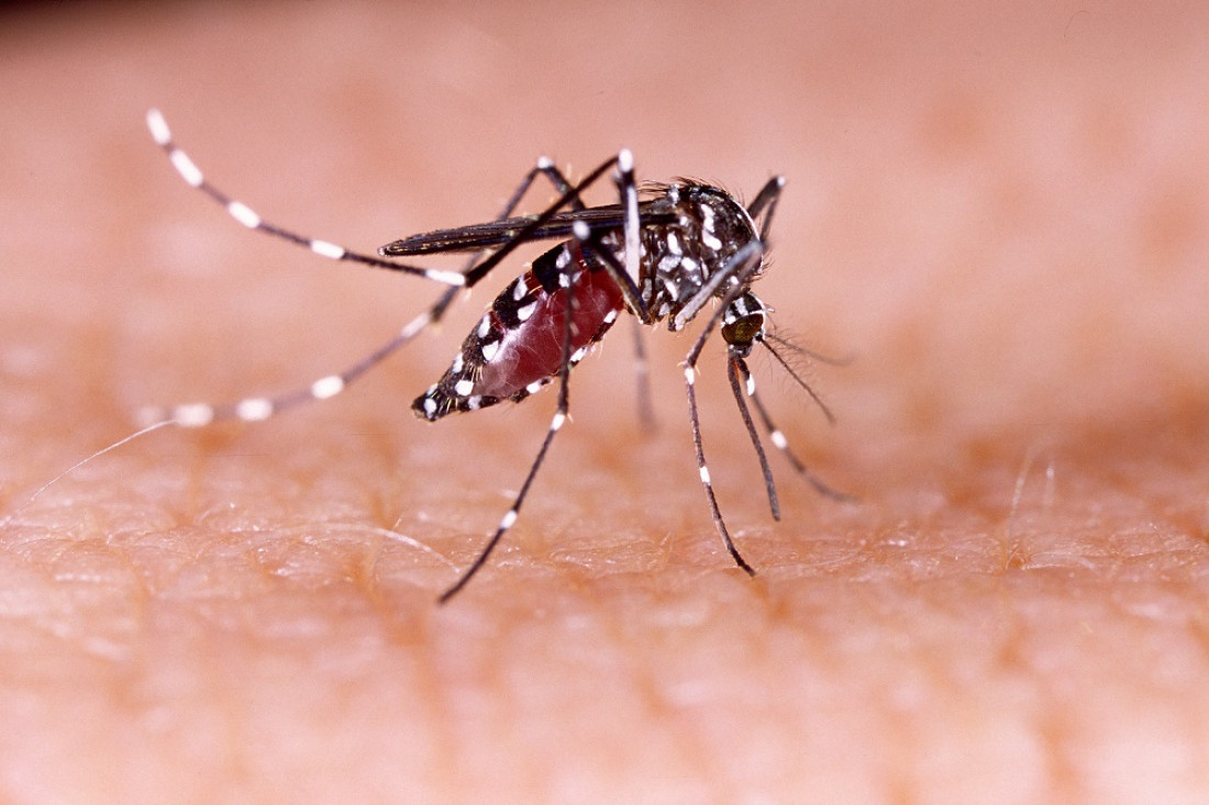 Infografía: síntomas del dengue y formas de prevención