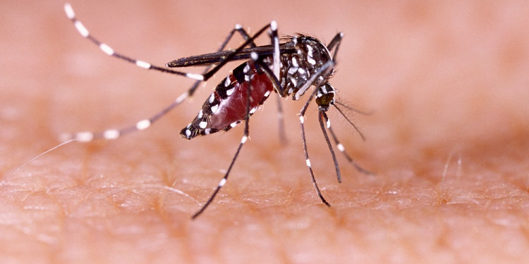 Infografía: síntomas del dengue y formas de prevención