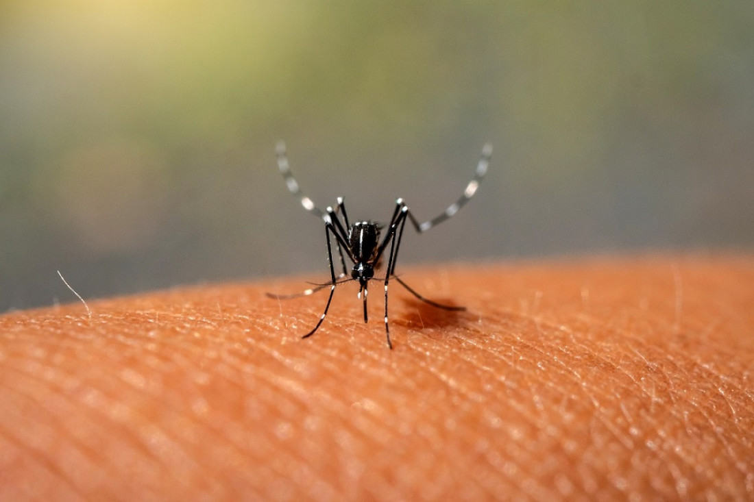 Dengue en la Argentina: la desmemoria y el compromiso socioambiental