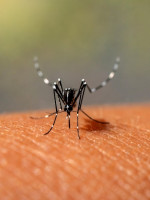 Dengue en la Argentina: la desmemoria y el compromiso socioambiental