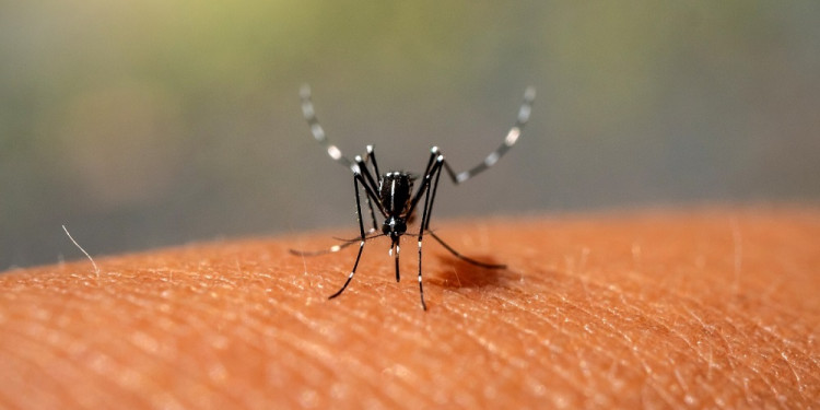 Dengue en la Argentina: la desmemoria y el compromiso socioambiental