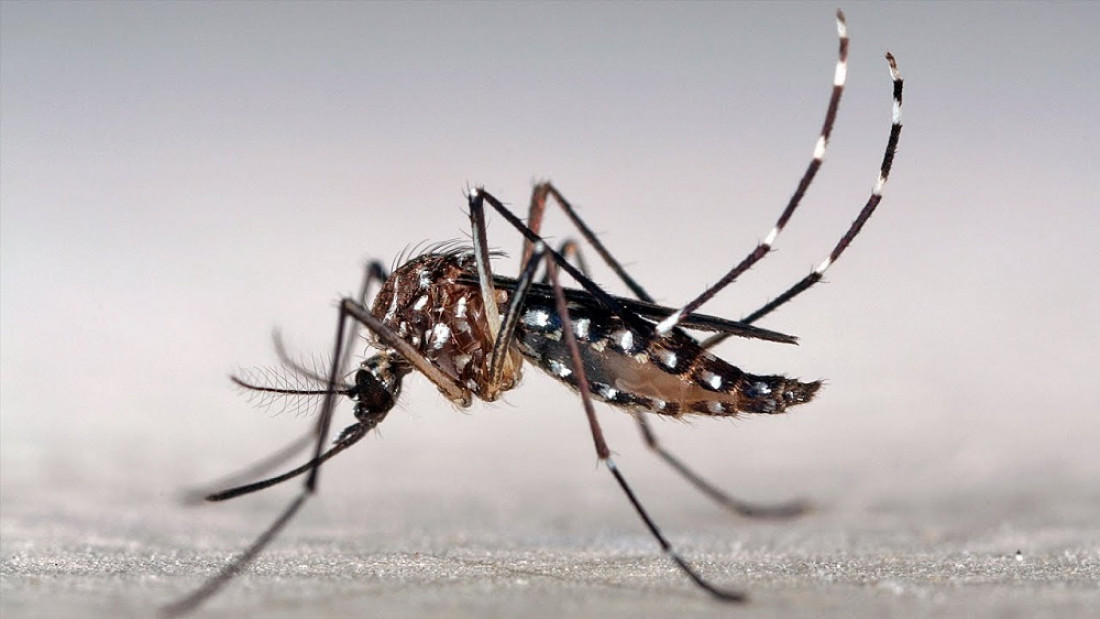 Preocupación por casos de dengue en Argentina: ¿cómo es el estado de situación en Mendoza?