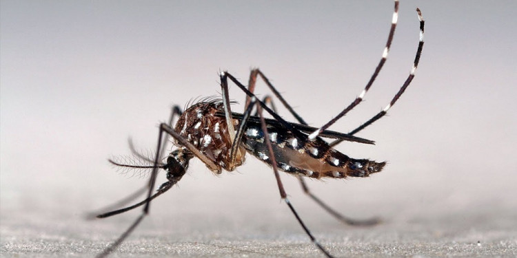 Preocupación por casos de dengue en Argentina: ¿cómo es el estado de situación en Mendoza?