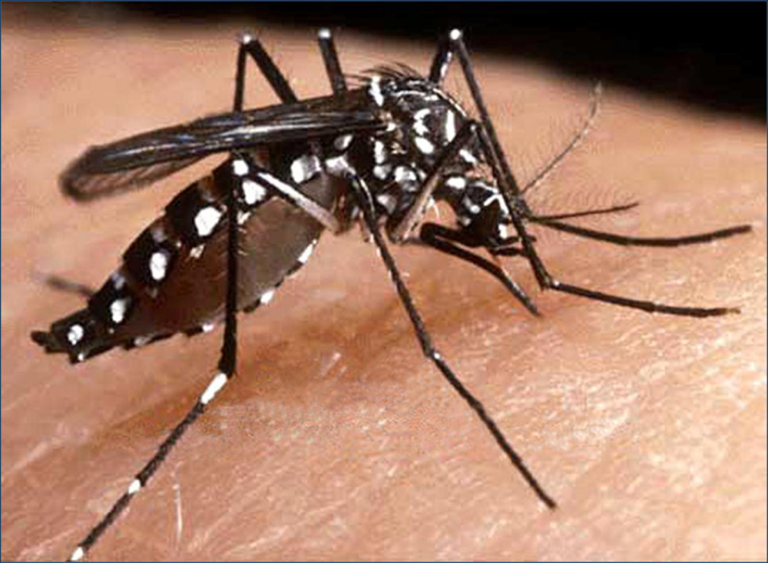 El Parlasur buscará aprobar un protocolo regional contra el dengue