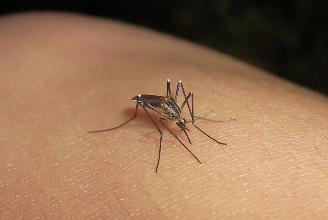 Pronostican un pico de casos de dengue en Semana Santa