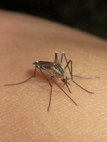 Pronostican un pico de casos de dengue en Semana Santa