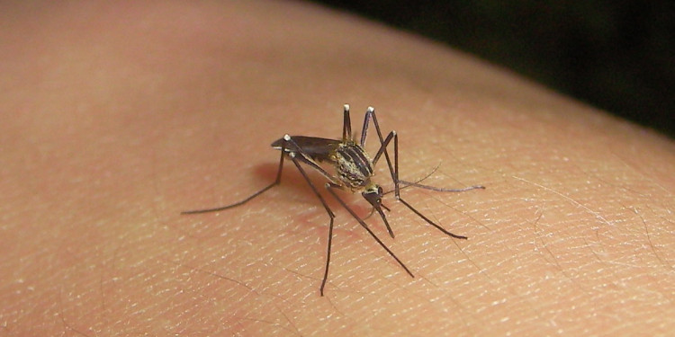 Pronostican un pico de casos de dengue en Semana Santa