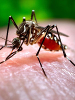 Detectan el primer caso de dengue en Mendoza