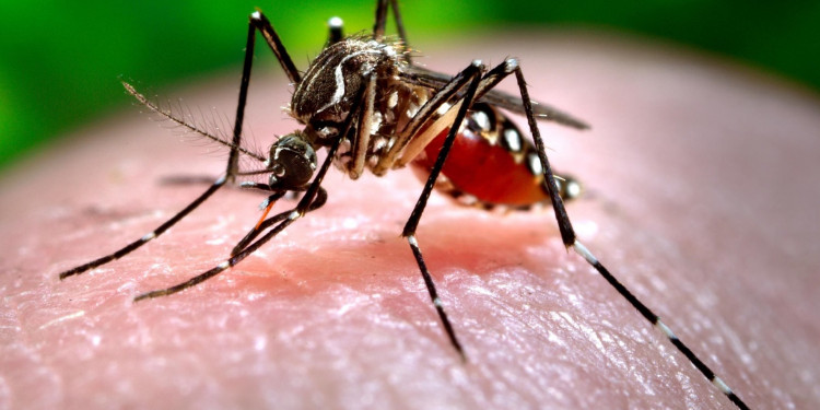 Detectan el primer caso de dengue en Mendoza