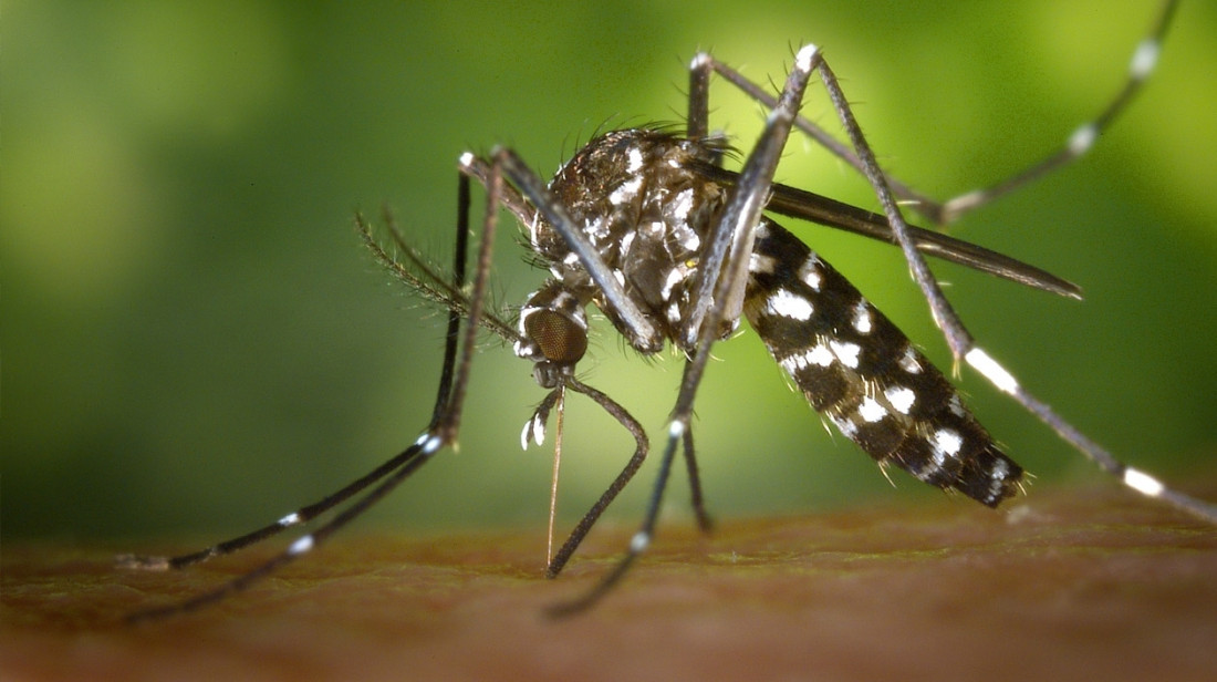 Aconsejan a las embarazadas no viajar a las zonas con zika