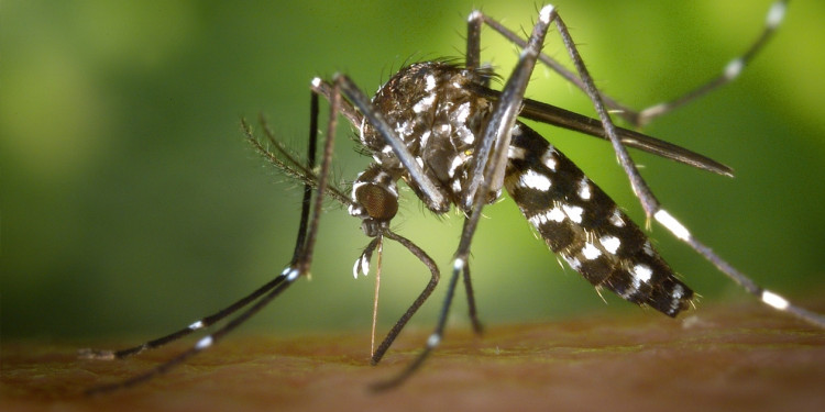 Aconsejan a las embarazadas no viajar a las zonas con zika