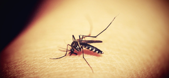 Dengue: Mendoza confirmó un caso sin antecedente de viaje