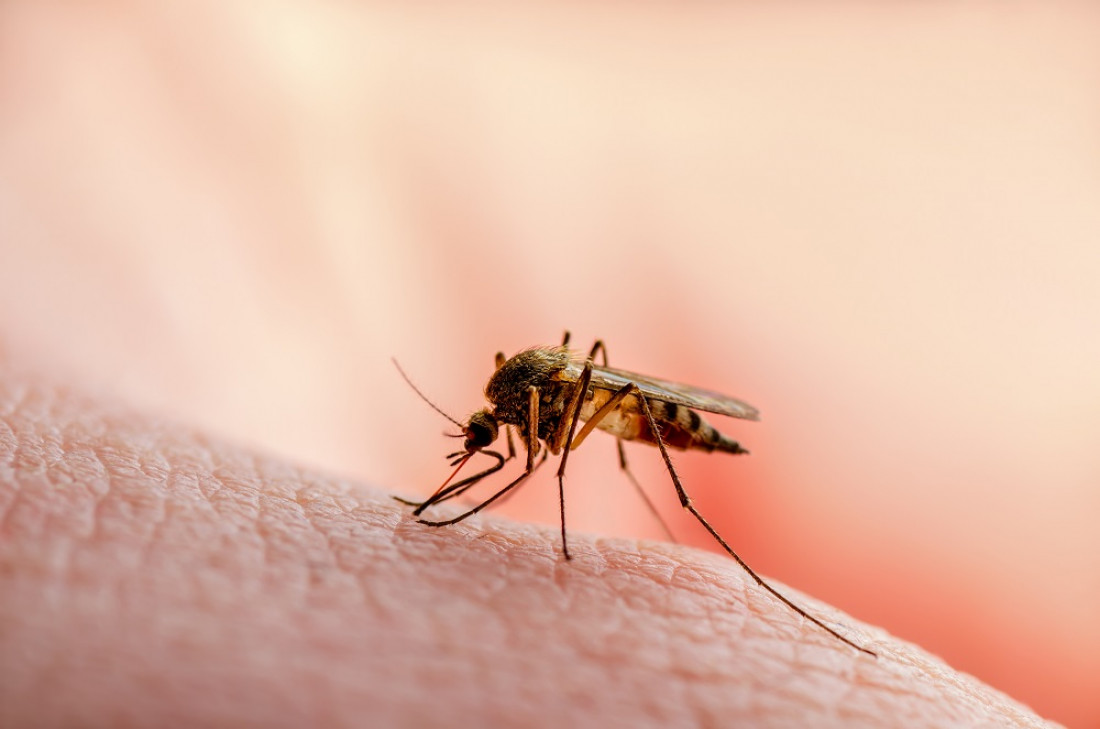 Desarrollan una sangre falsa para luchar contra los mosquitos y la malaria