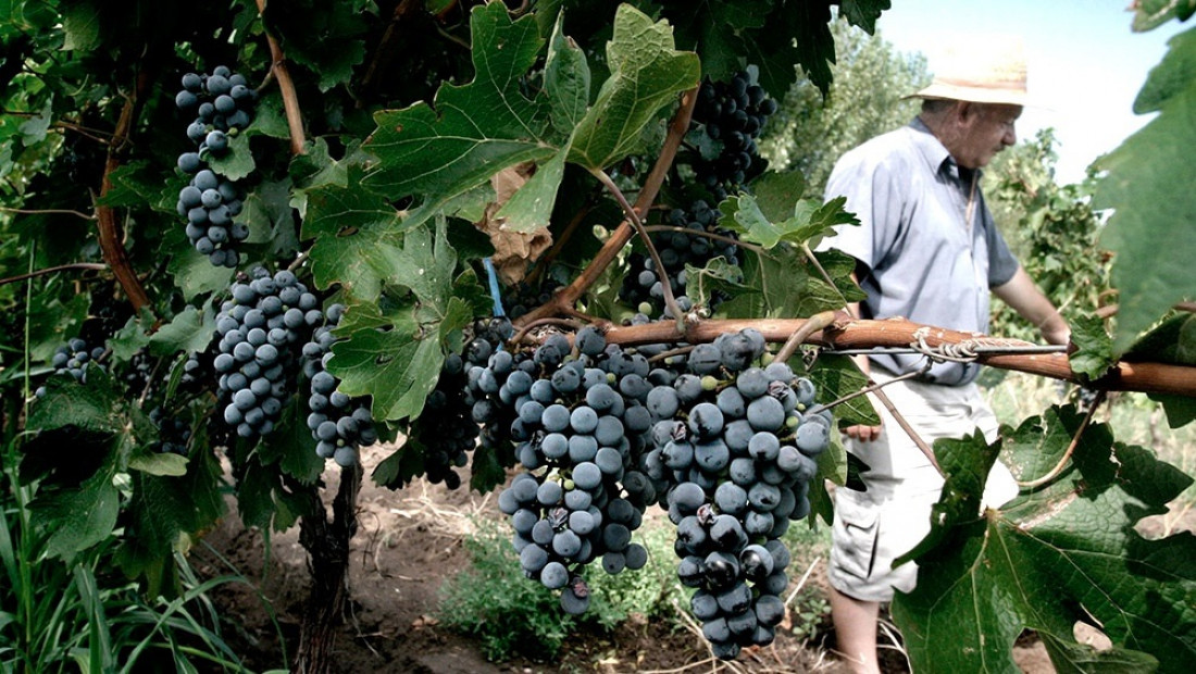 Mendoza y San Juan acordaron destinar 12% de la producción de uva para mosto y otros subproductos