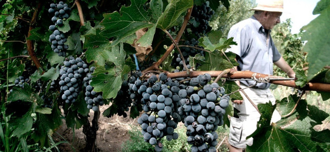 Mendoza y San Juan acordaron destinar 12% de la producción de uva para mosto y otros subproductos