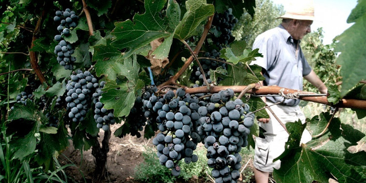 Mendoza y San Juan acordaron destinar 12% de la producción de uva para mosto y otros subproductos