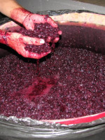 "El precio del mosto se regulará con el aumento de la demanda interna y de las exportaciones"