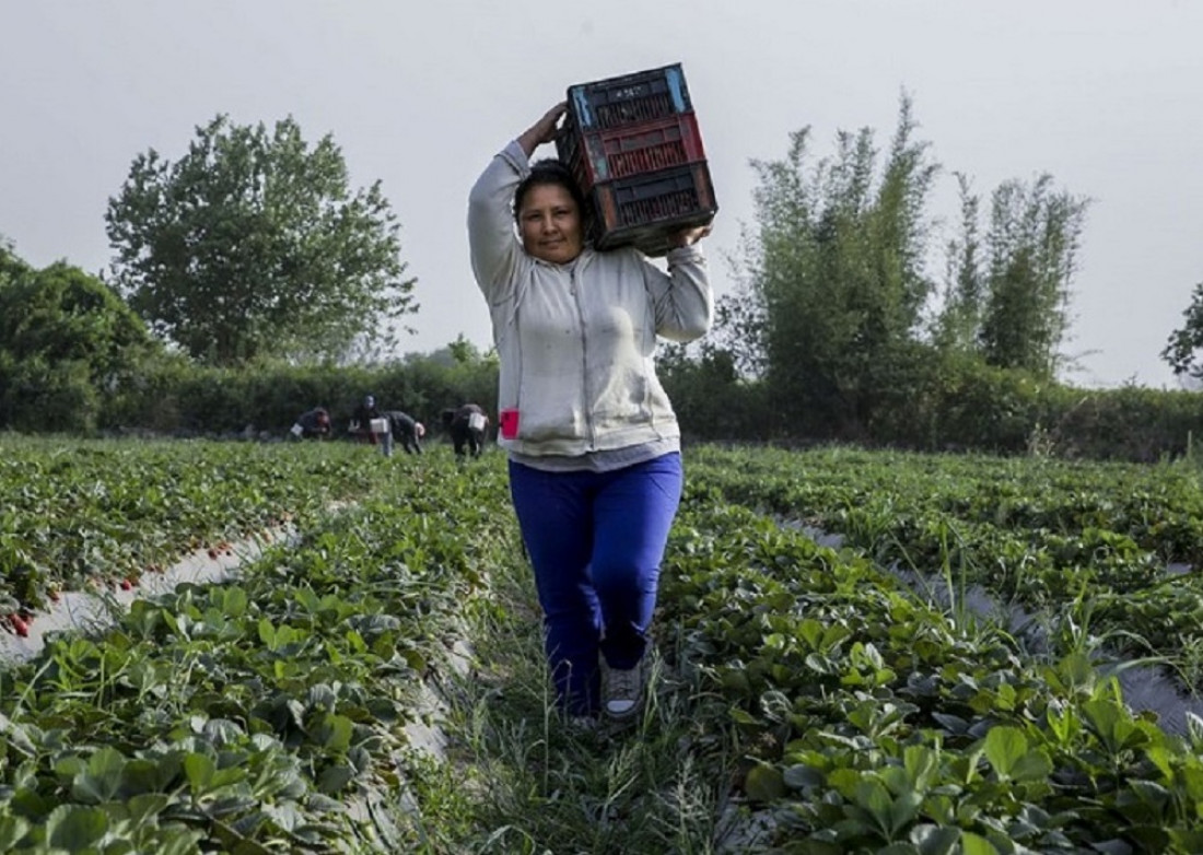 La brecha de género en el sector agropecuario argentino es más amplia que en otros países de la región