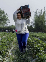 La brecha de género en el sector agropecuario argentino es más amplia que en otros países de la región