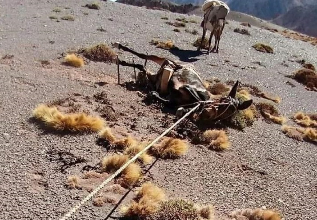Alertan por casos de maltrato animal a las mulas cargueras del Parque Aconcagua