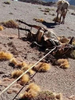 Alertan por casos de maltrato animal a las mulas cargueras del Parque Aconcagua