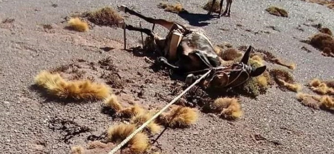 Alertan por casos de maltrato animal a las mulas cargueras del Parque Aconcagua