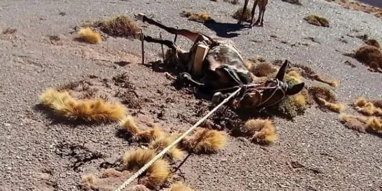 Alertan por casos de maltrato animal a las mulas cargueras del Parque Aconcagua