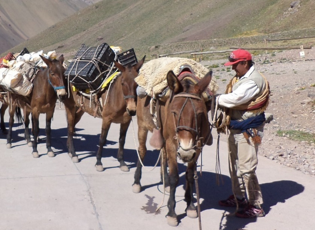 Mulas de carga en el Aconcagua: cómo es su control