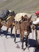 Mulas de carga en el Aconcagua: cómo es su control