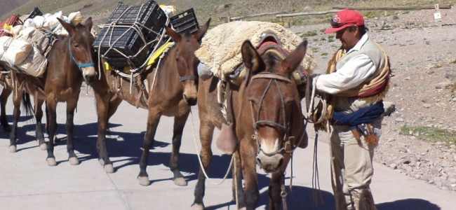 Mulas de carga en el Aconcagua: cómo es su control