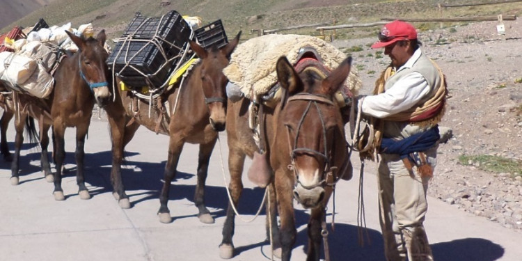 Mulas de carga en el Aconcagua: cómo es su control