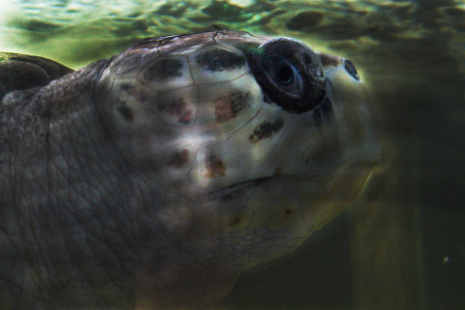 imagen El tortugo Jorge se quedará en el Acuario