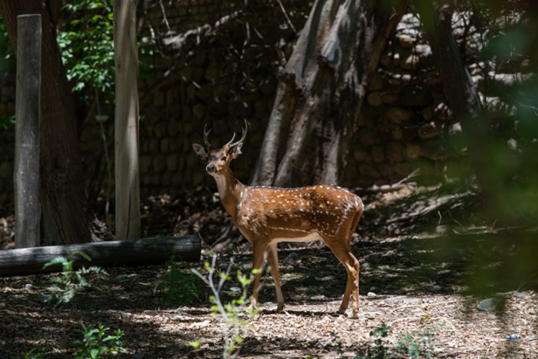 Cerró el Zoo de manera provisoria