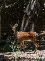 Cerró el Zoo de manera provisoria