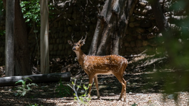 imagen Cerró el Zoo de manera provisoria