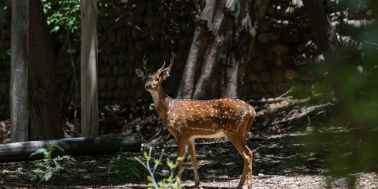 Cerró el Zoo de manera provisoria