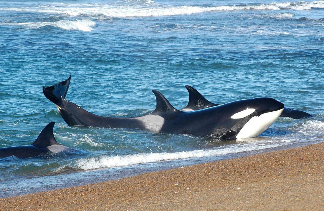 En la Península de Valdés ya se pueden avistar las primeras orcas