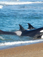 En la Península de Valdés ya se pueden avistar las primeras orcas