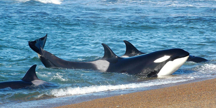 En la Península de Valdés ya se pueden avistar las primeras orcas