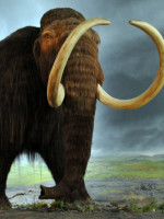 Confirmado: hallaron "elefantes prehistóricos" en el norte bonaerense